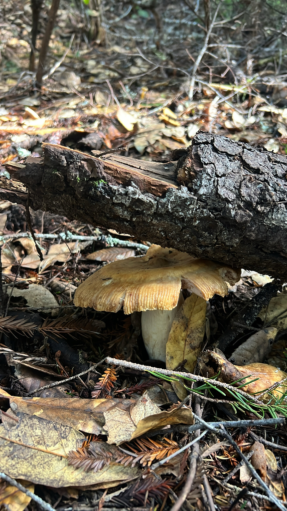 Russula fragrantissima