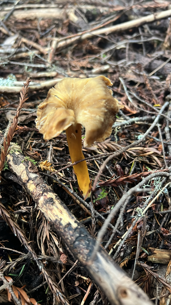 Craterellus tubaeformis · January 2026 · photo: © feliciajimenez (iNaturalist, cc-by)