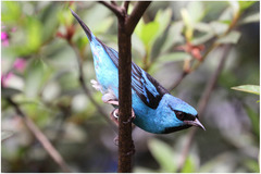 Dacnis cayana