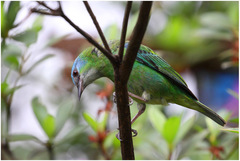 Dacnis cayana