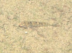 Rhinogobius duospilus