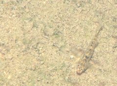 Rhinogobius duospilus