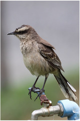 Mimus saturninus