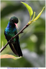 Chlorostilbon lucidus