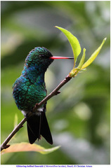 Chlorostilbon lucidus