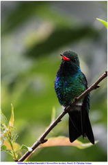 Chlorostilbon lucidus