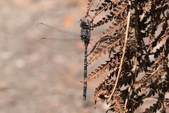 Austroaeschna parvistigma