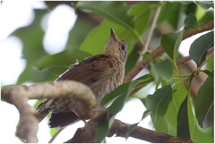 Turdus leucomelas
