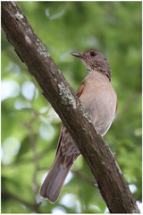 Turdus leucomelas