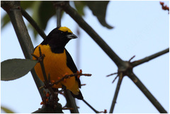 Euphonia chlorotica
