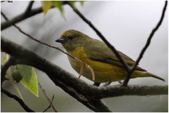 Euphonia chlorotica