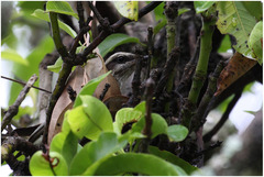 Myiodynastes maculatus