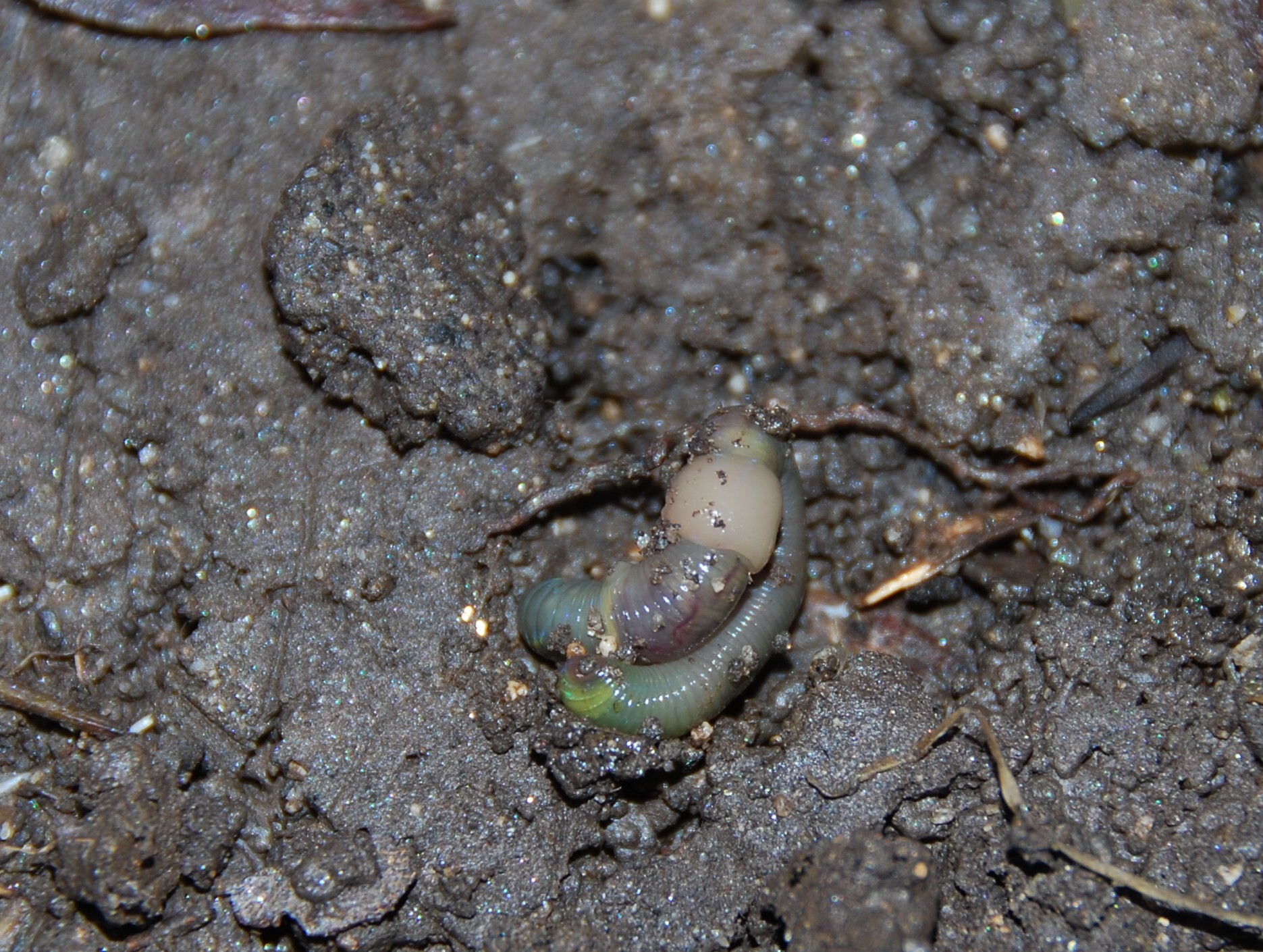 Allolobophora chlorotica (Savigny, 1826)