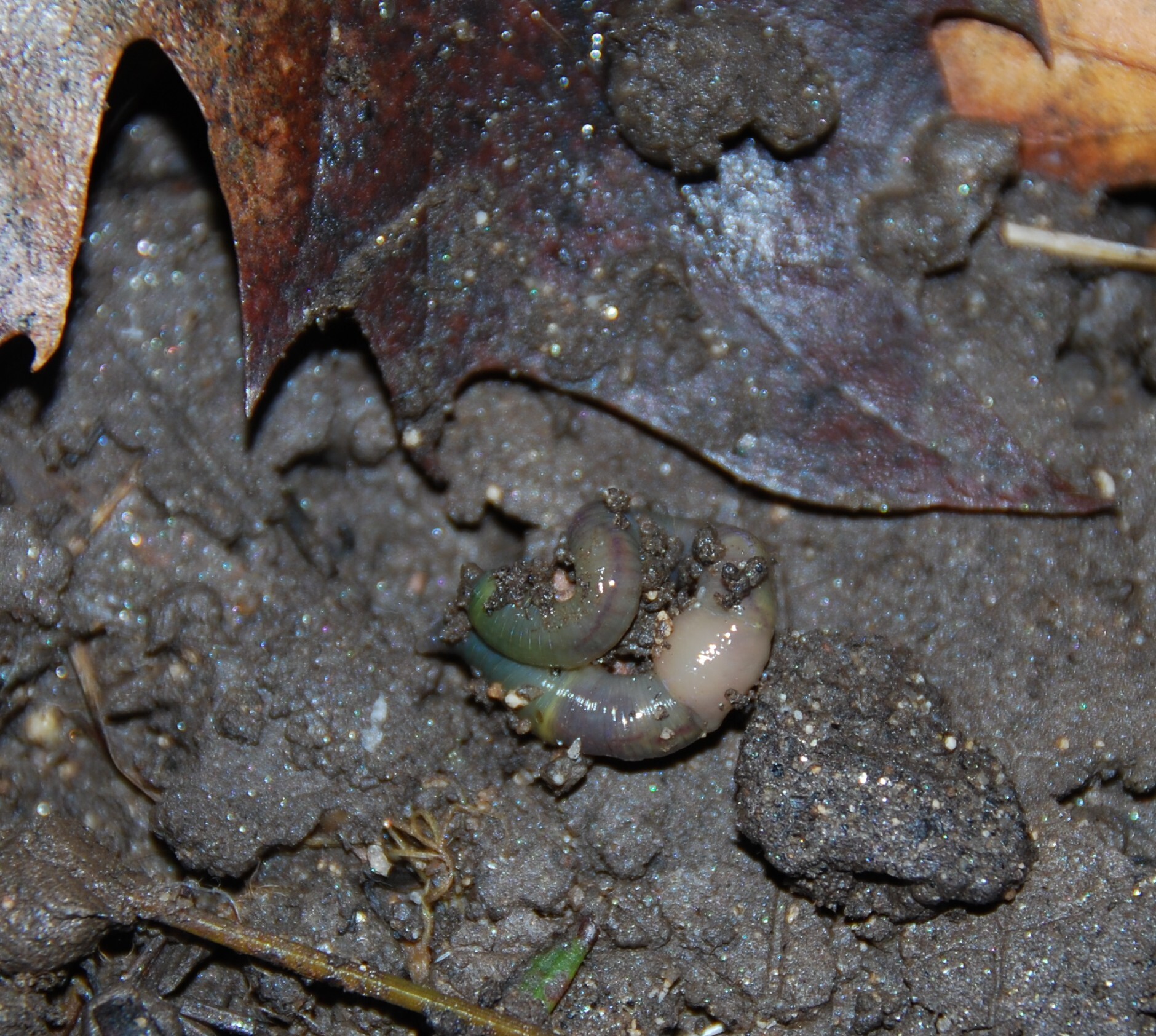 Allolobophora chlorotica (Savigny, 1826)