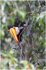 Ramphastos toco