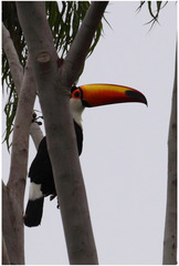 Ramphastos toco