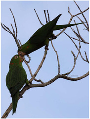 Psittacara leucophthalmus