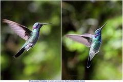 Colibri serrirostris