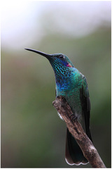 Colibri serrirostris