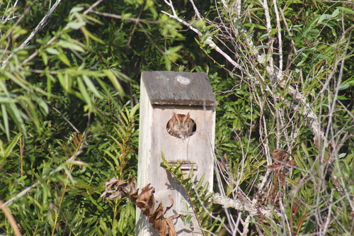 View observation of {o.common_name} on iNaturalist