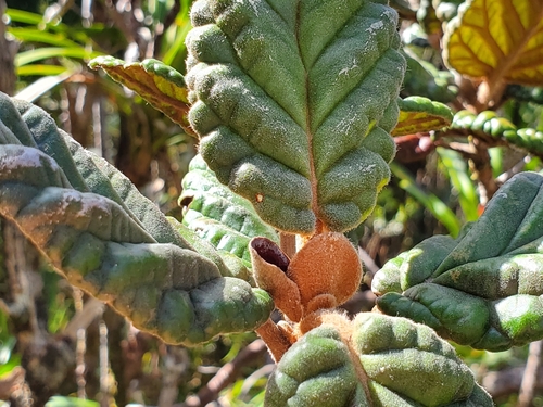 Cunonia bullata observed 2020-02-04