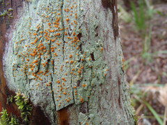 Brigantiaea leucoxantha