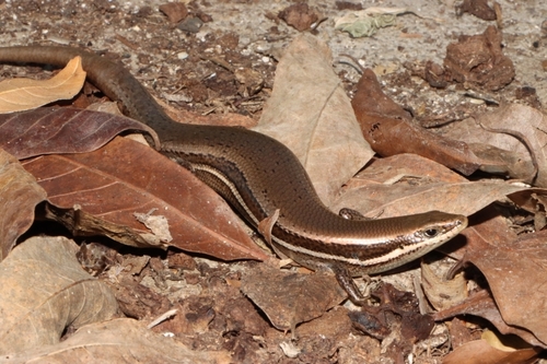 Mayan Skink
