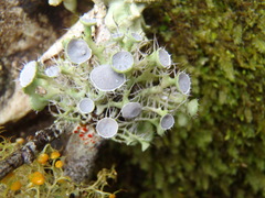 Heterodermia echinata