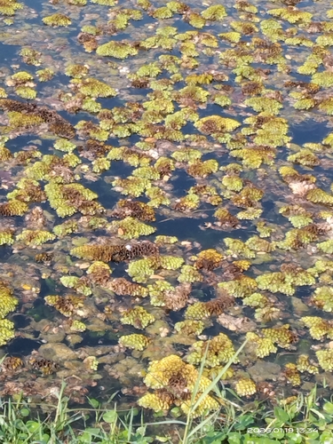 Salvinia cucullata, photograph 3