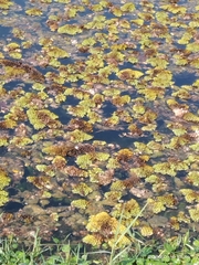 Salvinia cucullata, photograph author not stated, no rights reserved