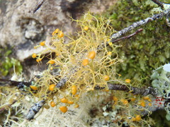 Teloschistes exilis