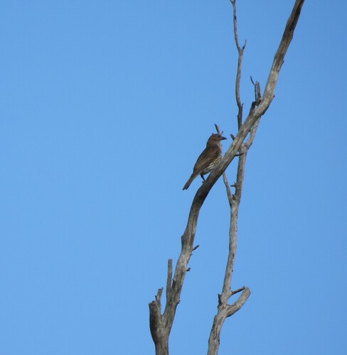 Australasian Figbird (Sphecotheres vieilloti), photo 4