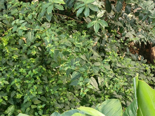 Mirabilis jalapa observed 2026-01-19