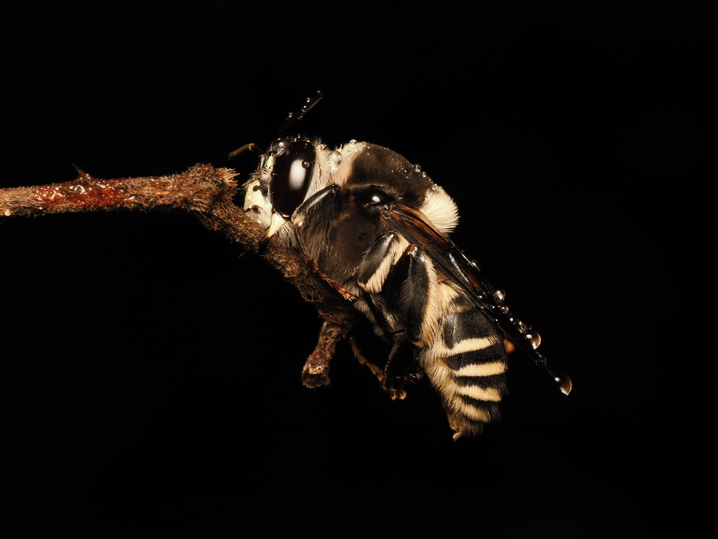 Pachymelus ciliatus