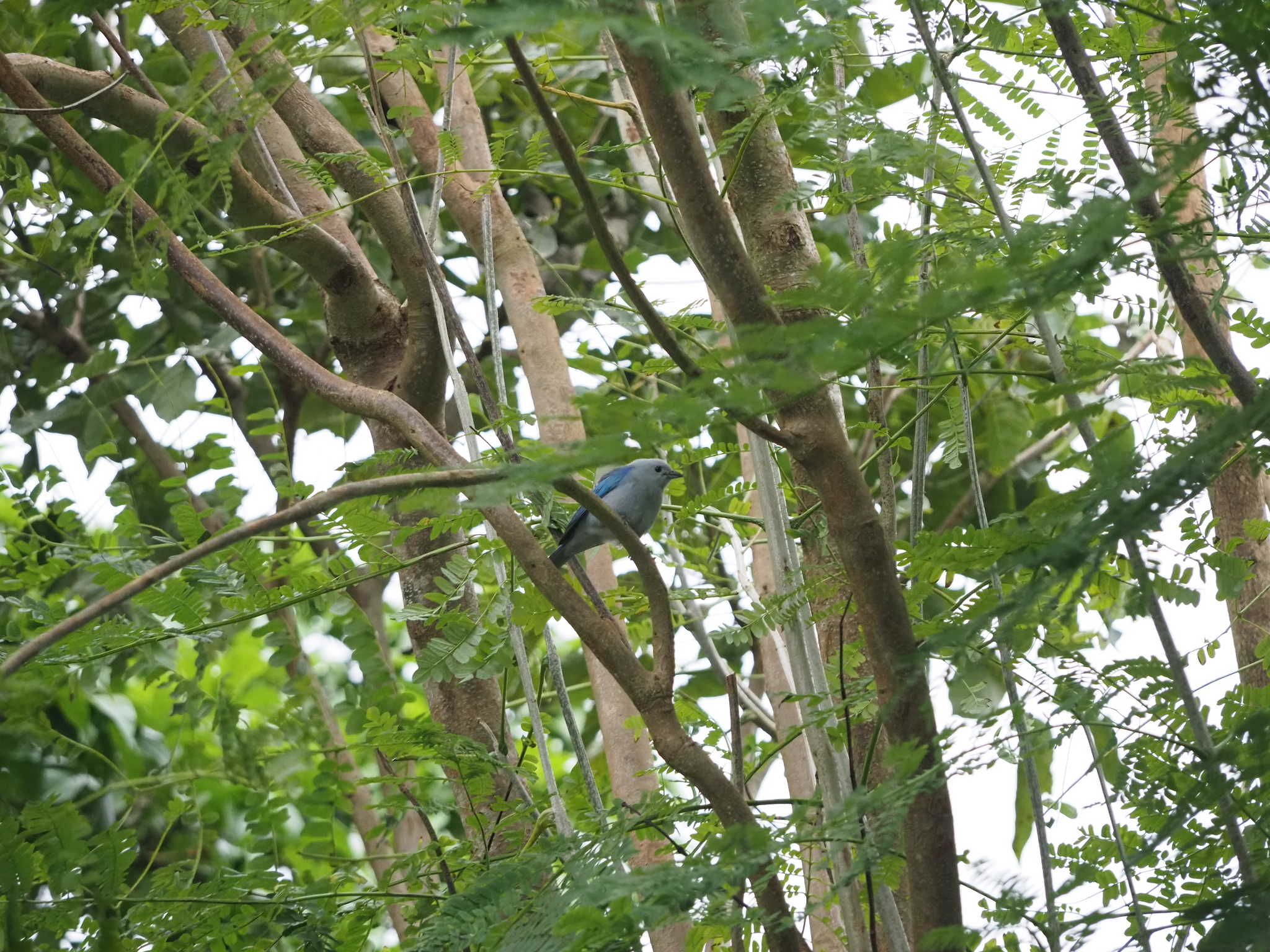 Blue-grey Tanager (Thraupis episcopus), photo 4