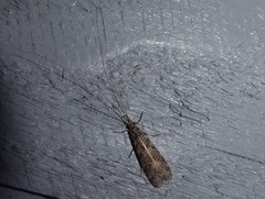 Triplectides obsoletus