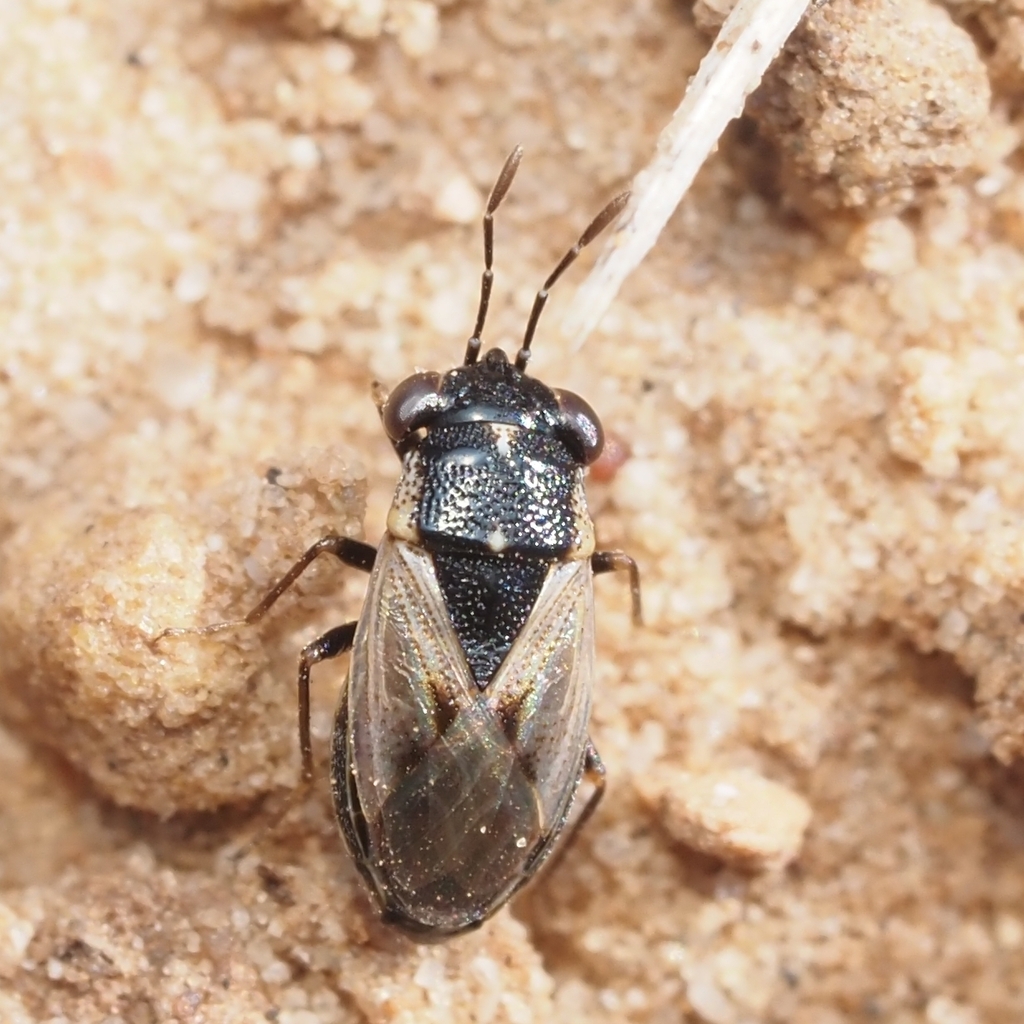 Geocoris lividipennis