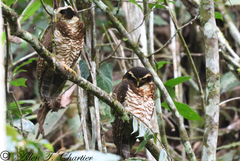 Band-Bellied Owl photo 3