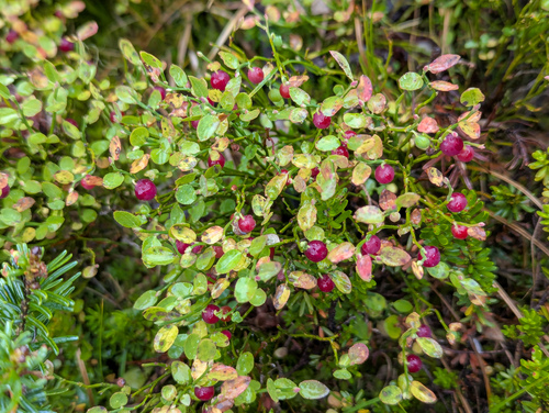 Grouse Whortleberry (Vaccinium scoparium)