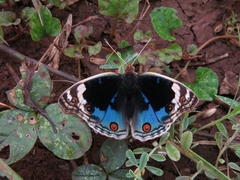 Junonia orithya