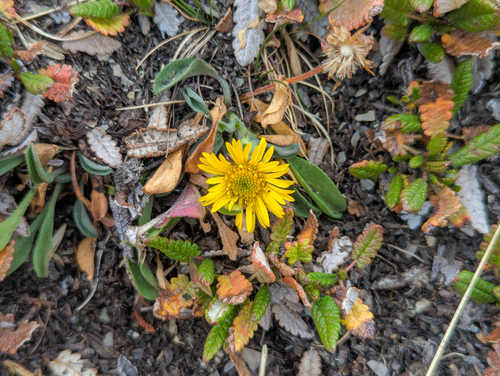 Alpine Yellow Fleabane (Erigeron aureus)