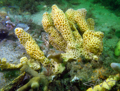 Holopsamma favus