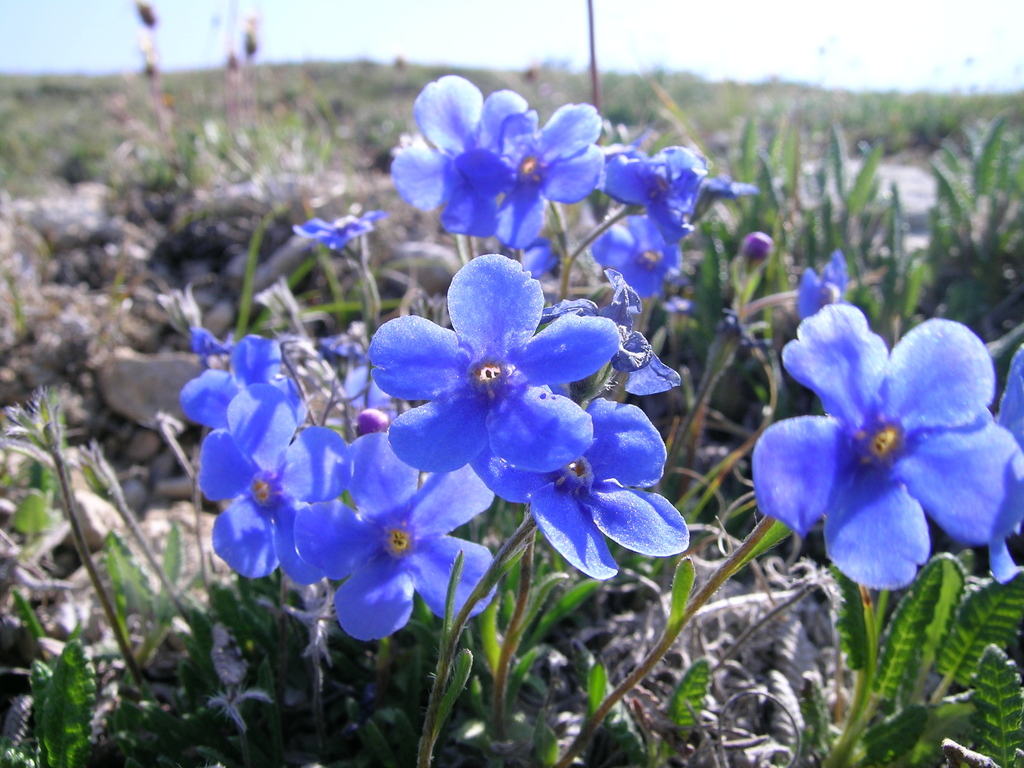 Eritrichium grandiflorum