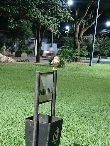Burrowing Owl