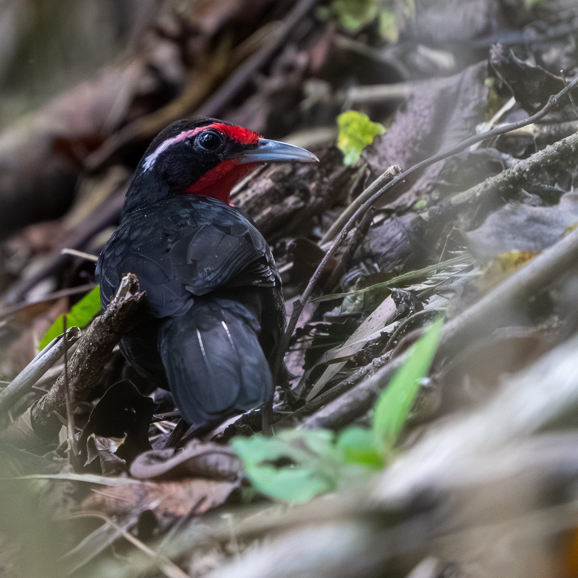 Rosy Thrush-tanager (Rhodinocichla rosea), photo 2