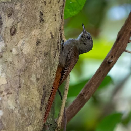 Olivaceous Woodcreeper (Sittasomus griseicapillus), photo 7