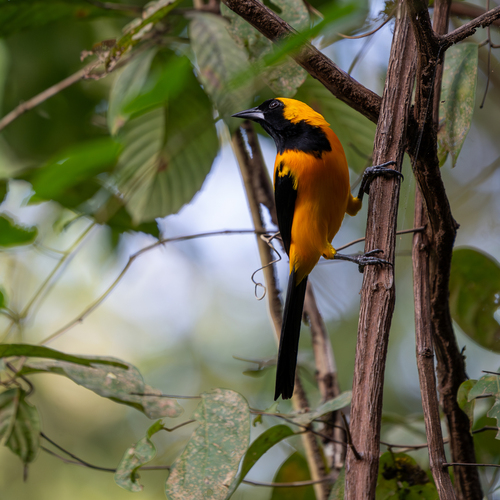 Yellow-backed Oriole (Icterus chrysater)