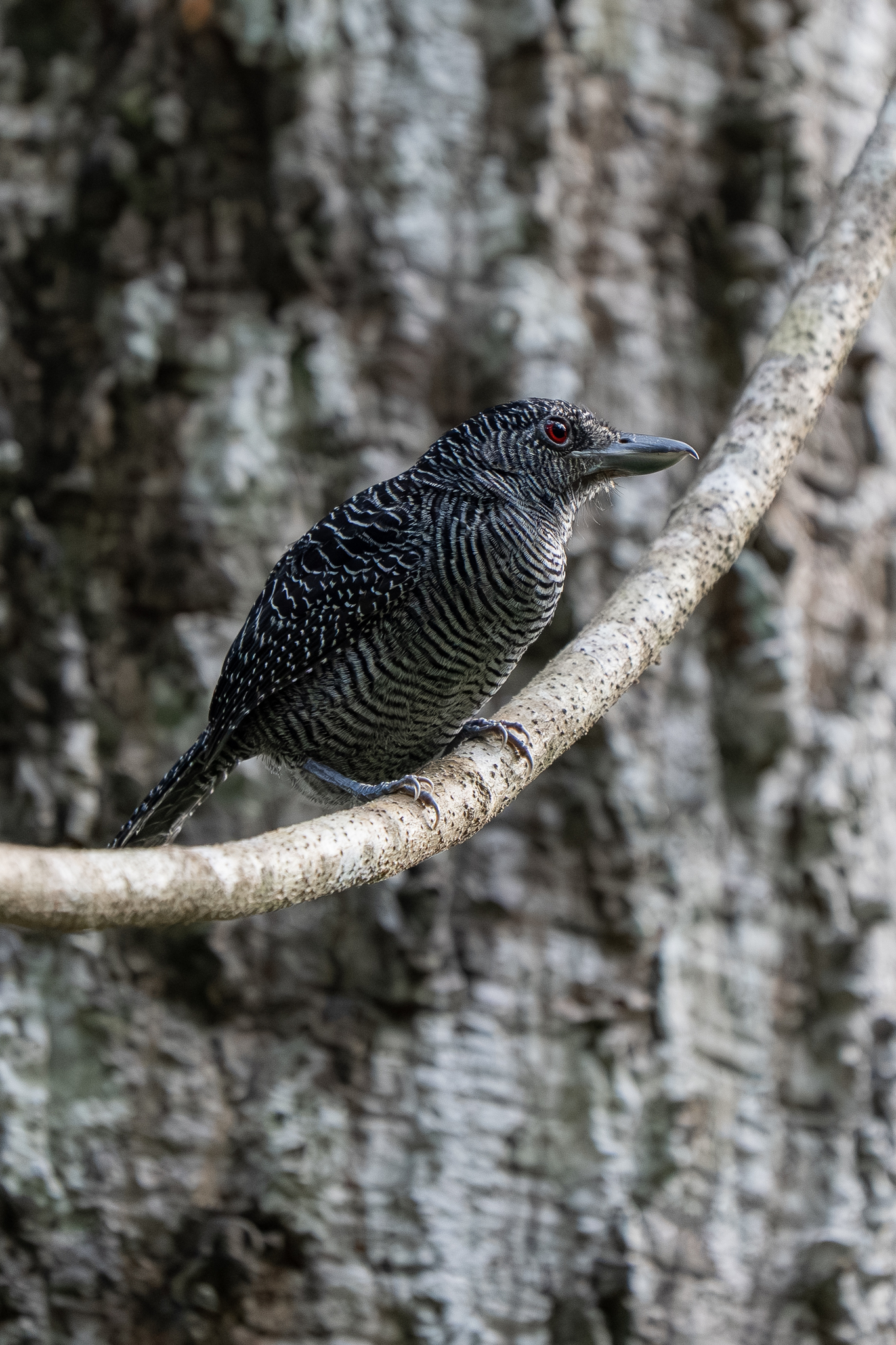 Fasciated Antshrike (Cymbilaimus lineatus), photo 3