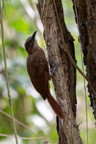 Plain-brown Woodcreeper (Dendrocincla fuliginosa), photo 7
