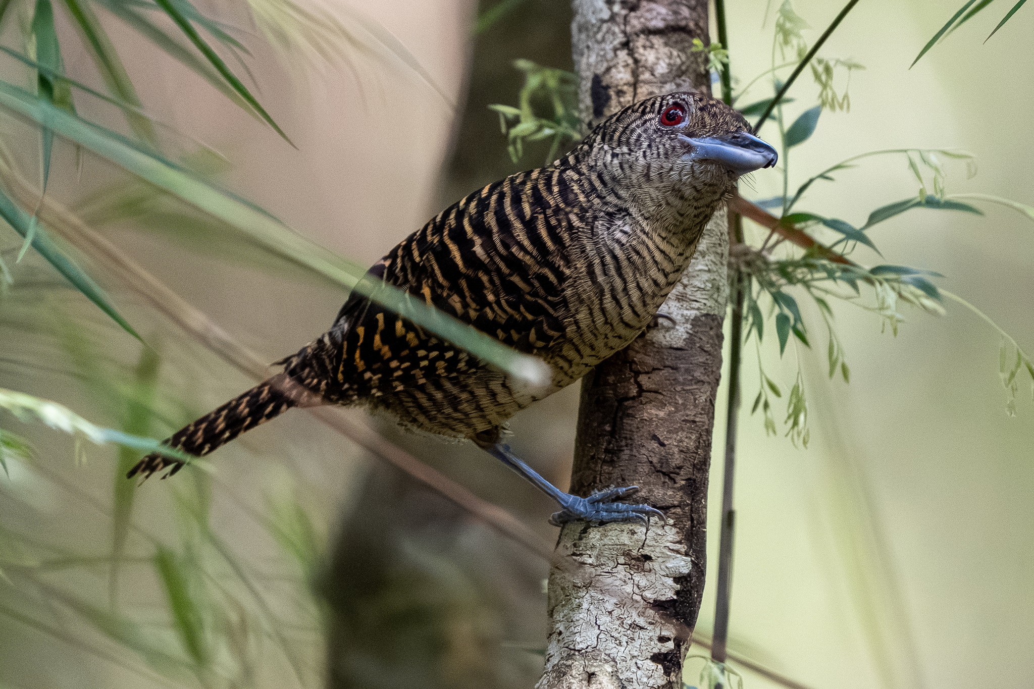 Fasciated Antshrike (Cymbilaimus lineatus), photo 2